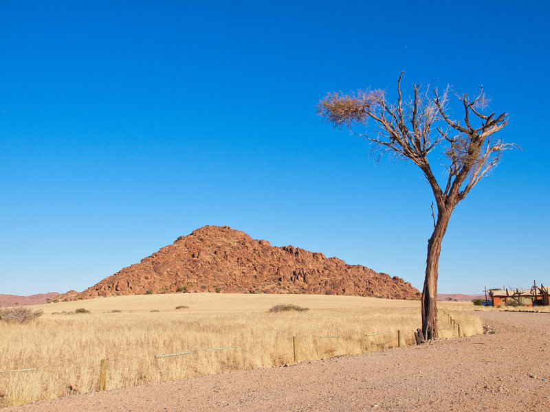 Weaver bird, Desert Camp